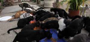 Expertos en salud felina participan en congreso
