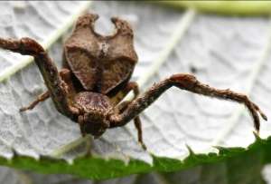 La nueva especie fue descubierta en Ba&ntilde;os de Agua Santa, en Tungurahua.
