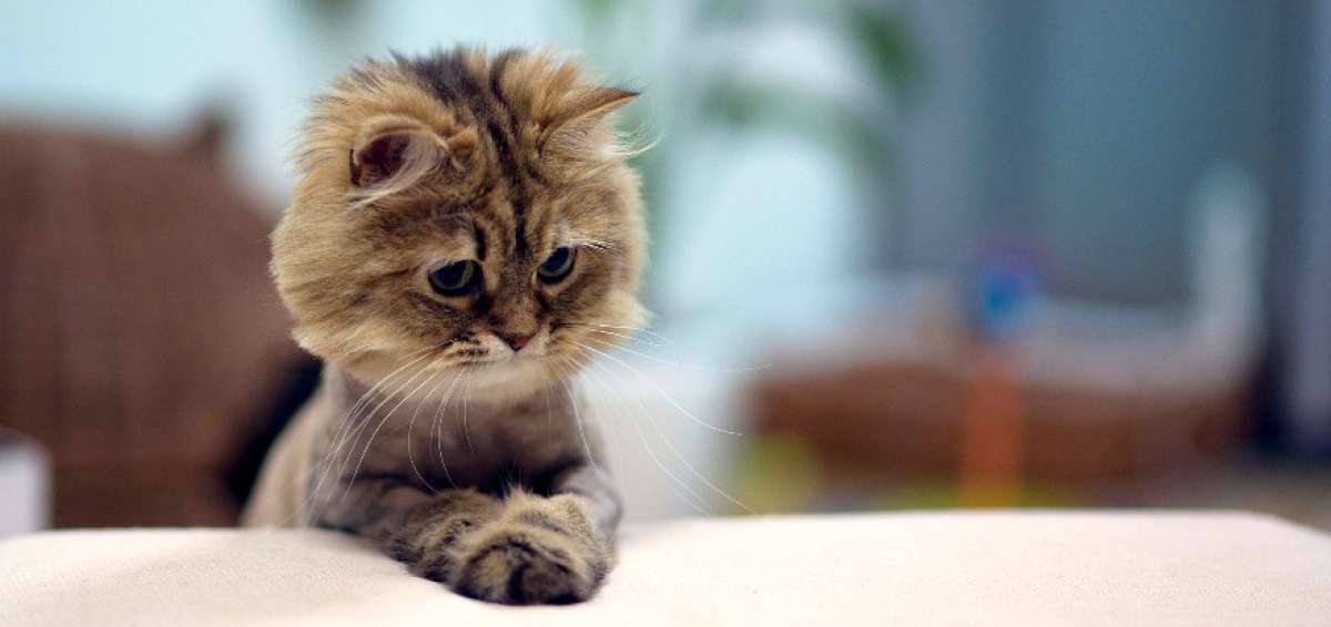 Solo el 5% de los gatos vuelve a casa