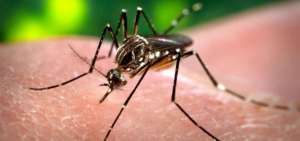 El zika permanece 93 d&iacute;as en semen