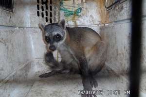 Mapache rescatado en Guayaquil. Foto: Cortes&iacute;a Polic&iacute;a Nacional.