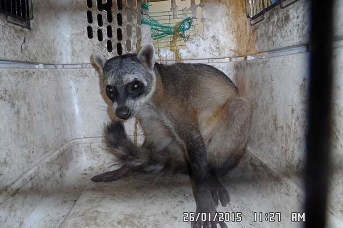 Mapache rescatado en Guayaquil. Foto: Cortes&iacute;a Polic&iacute;a Nacional.