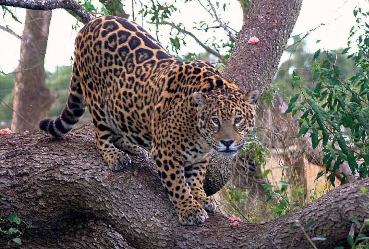 Falleció Tobuna, jaguar emblema en la reintroducción de a especie en espacios silvestres 
