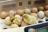 Mujer compró 90 huevos, los dejó un par de días y salieron pollitos. 