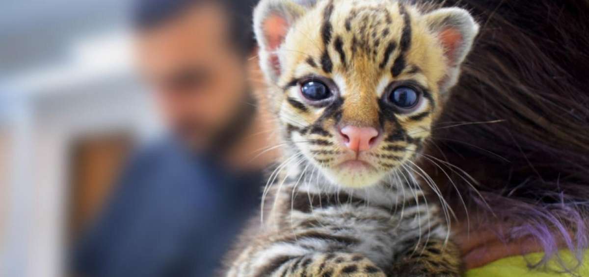 &ldquo;Cada vez que sacan un animal silvestre de su h&aacute;bitat, lo matan&rdquo;