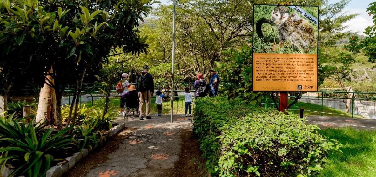 En el zool&oacute;gico se quedan los animales a los que su estado f&iacute;sico o comportamiento les impide volver a su h&aacute;bitat, aunque se trata de que todos sean liberados.