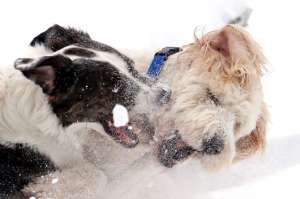 Los perros de Nueva York ni se inmutan por el temporal que azota esta ciudad. Estos animales solo se divierten.