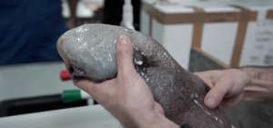 Descubren raro pez sin rostro en profundidades marinas de Australia