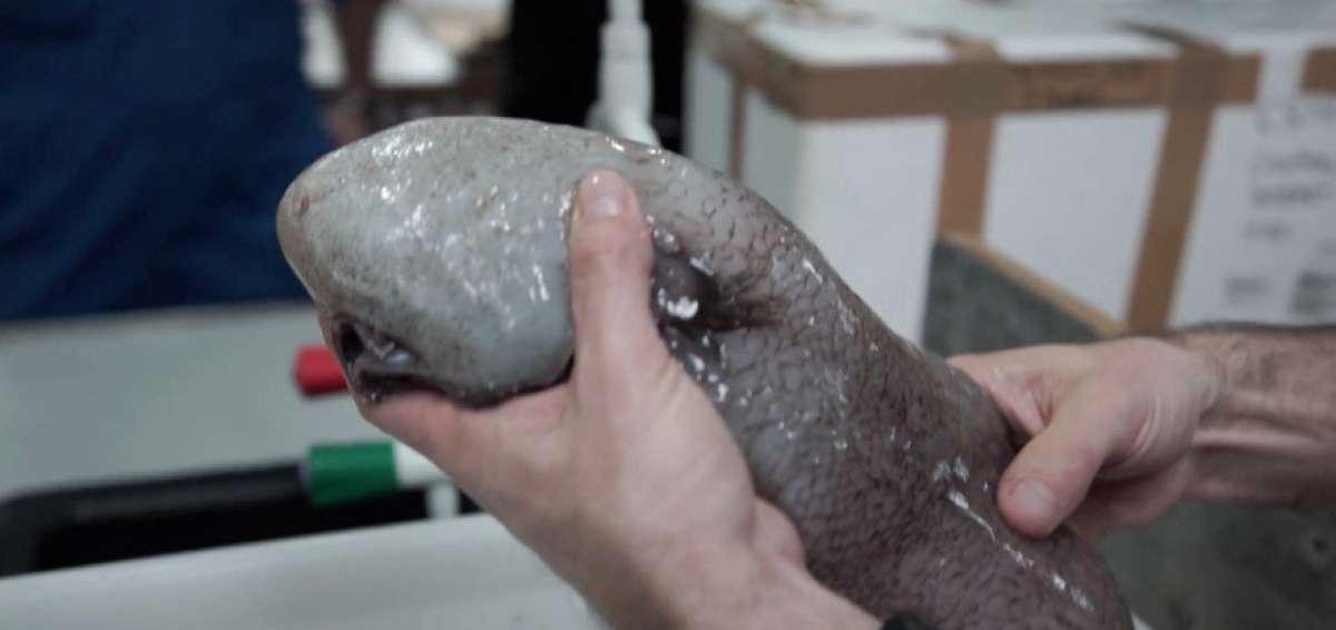 Descubren raro pez sin rostro en profundidades marinas de Australia