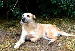 &ldquo;Milagros&rdquo;, la perrita que sobrevivi&oacute; a un cruel acto