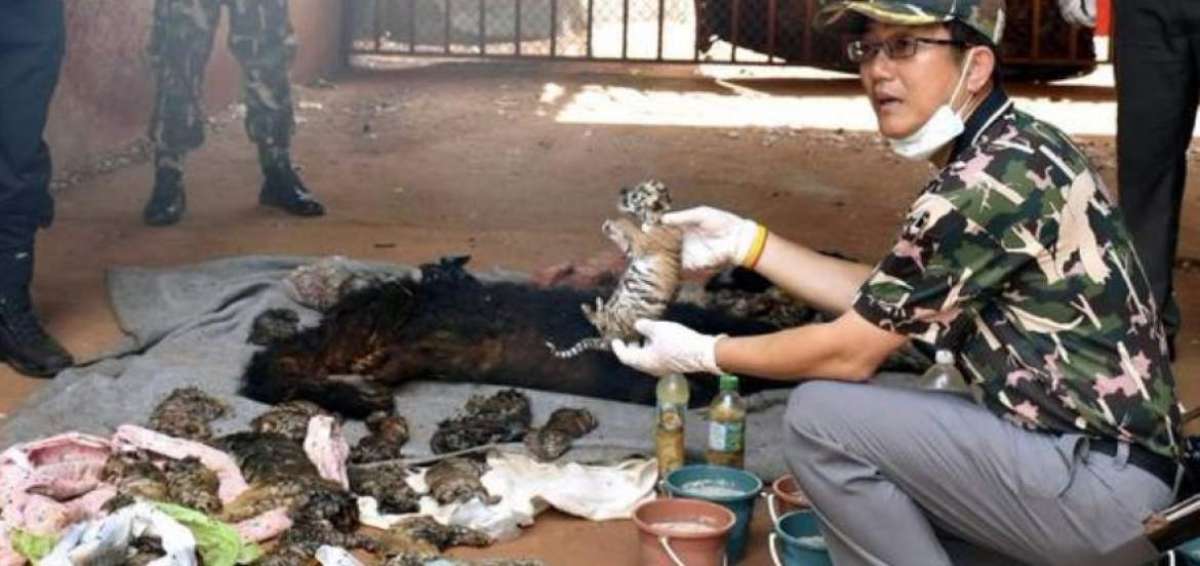 Una decena de beb&eacute;s tigres congelados son descubiertos en Tailandia