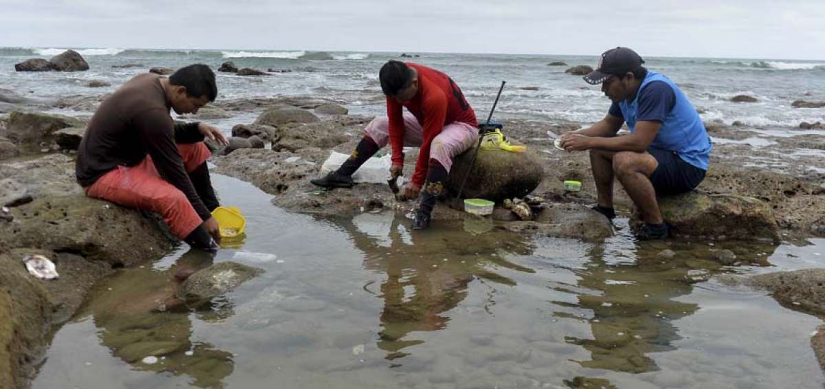 Los mantenses Elvis Pilozo (i), Joffre Pilozo (centro) y Erik Rivera siempre acuden a Lig&uuml;iqui a capturar pulpos y ostiones. Ellos disfrutan mucho saborear estos mariscos en platos como el ceviche.