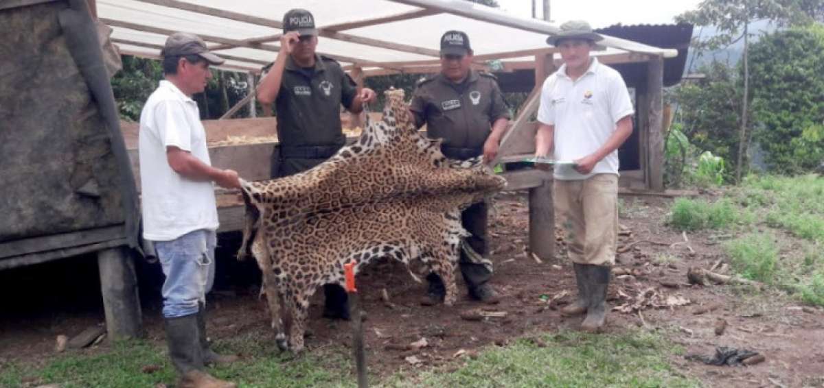 La piel del felino ten&iacute;a orificios de bala. Fue incautada en Orellana.