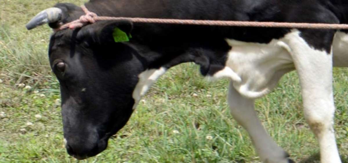 La falta de hierba fresca merma la producci&oacute;n l&aacute;ctea de varias comunas