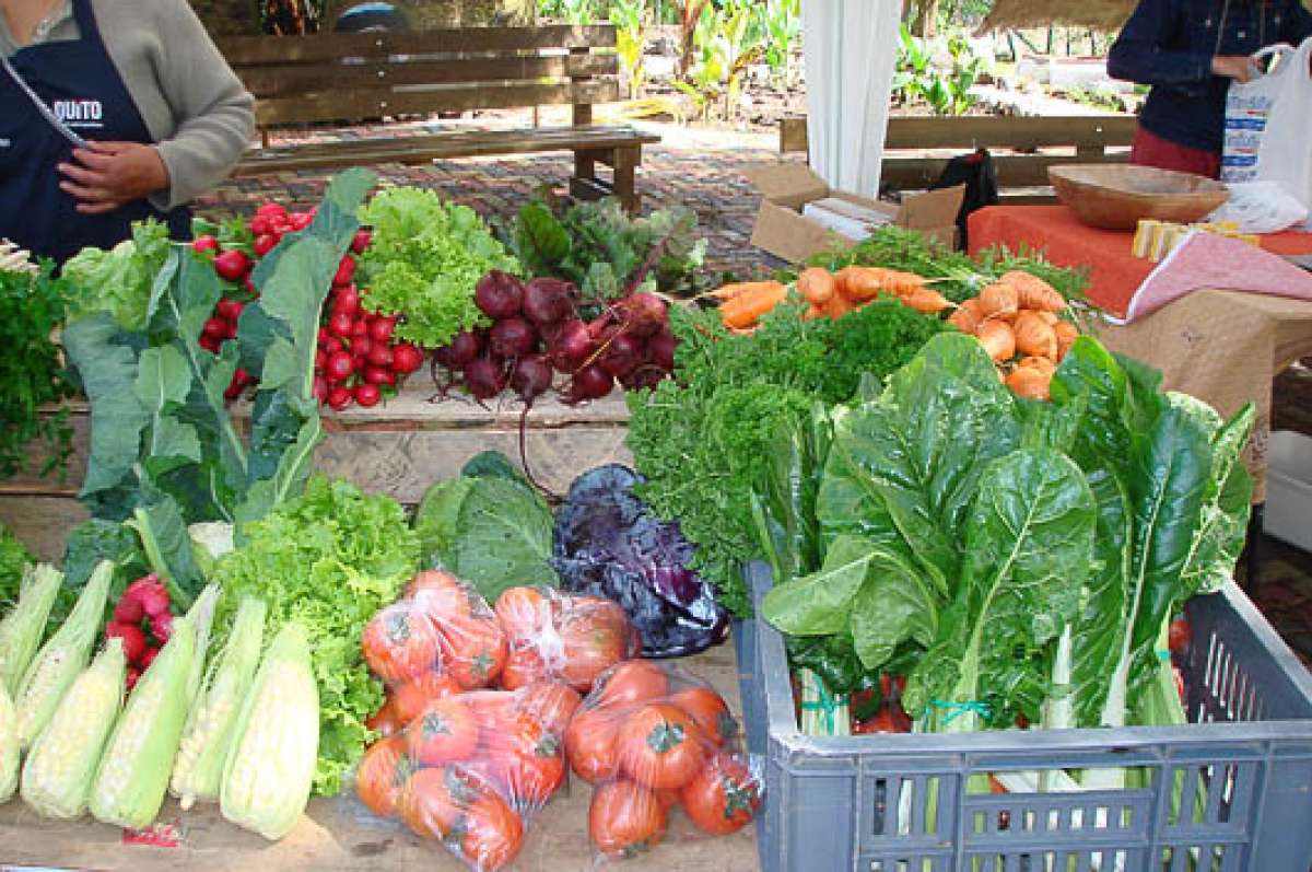 Los alimentos producidos en el programa &lsquo;Agrupar&rsquo; no contienen elementos perjudiciales. Foto: Cortes&iacute;a Municipio
