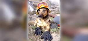 Fue durante la Segunda Guerra Mundial, en Gran Breta&ntilde;a, despu&eacute;s de los atentados, donde los perros fueron utilizados por primera vez para hallar personas.
