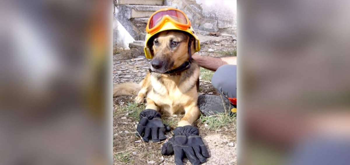 Fue durante la Segunda Guerra Mundial, en Gran Breta&ntilde;a, despu&eacute;s de los atentados, donde los perros fueron utilizados por primera vez para hallar personas.