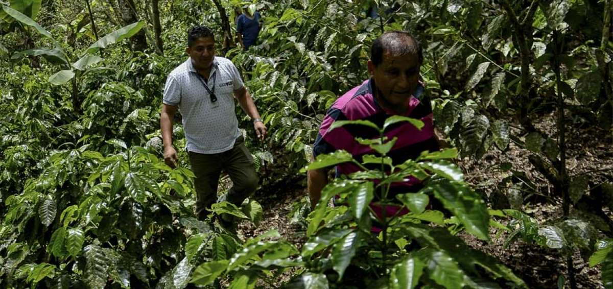 Los cafetales nuevos ya tienen m&aacute;s de dos metros de altura. En una finca en el sitio Cerro Grande, turistas y t&eacute;cnicos agr&oacute;nomos hacen una visita de campo para comprobar el desarrollo de las plantas en altura.