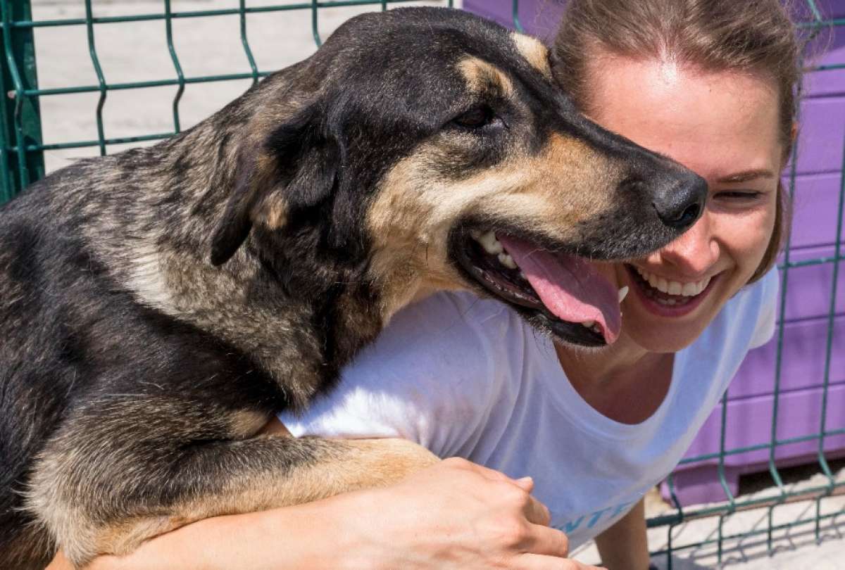Se estima que en Quito, existen entre 97.000 y 100.000 perros en situaci&oacute;n de calle. 