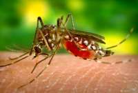 En lo que va de 2023 se han reportado más de 19.000 casos de dengue en Ecuador. 