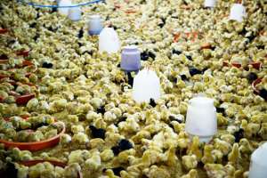 En la granja P&iacute;o P&iacute;o iniciaron la crianza de m&aacute;s de 10.000 pollos finqueros. Sus due&ntilde;os esperan que los animales est&eacute;n listos para venderse en 10 semanas. Fotos: Lylibeth Coloma/El Tel&eacute;grafo