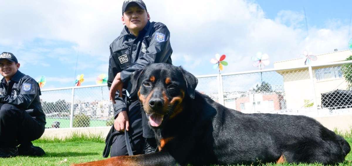Tyron, un perro de raza rottweiler, es uno de los canes que se acoge al proceso de baja.
