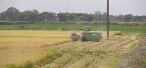Varios sectores del Guayas se encuentran en plena cosecha de arroz, y confiando en que el precio mejore.