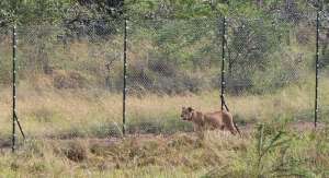 Dos leones y 7 leonas se adentraron para camuflarse en los pastos de la reserva. Foto: AFP