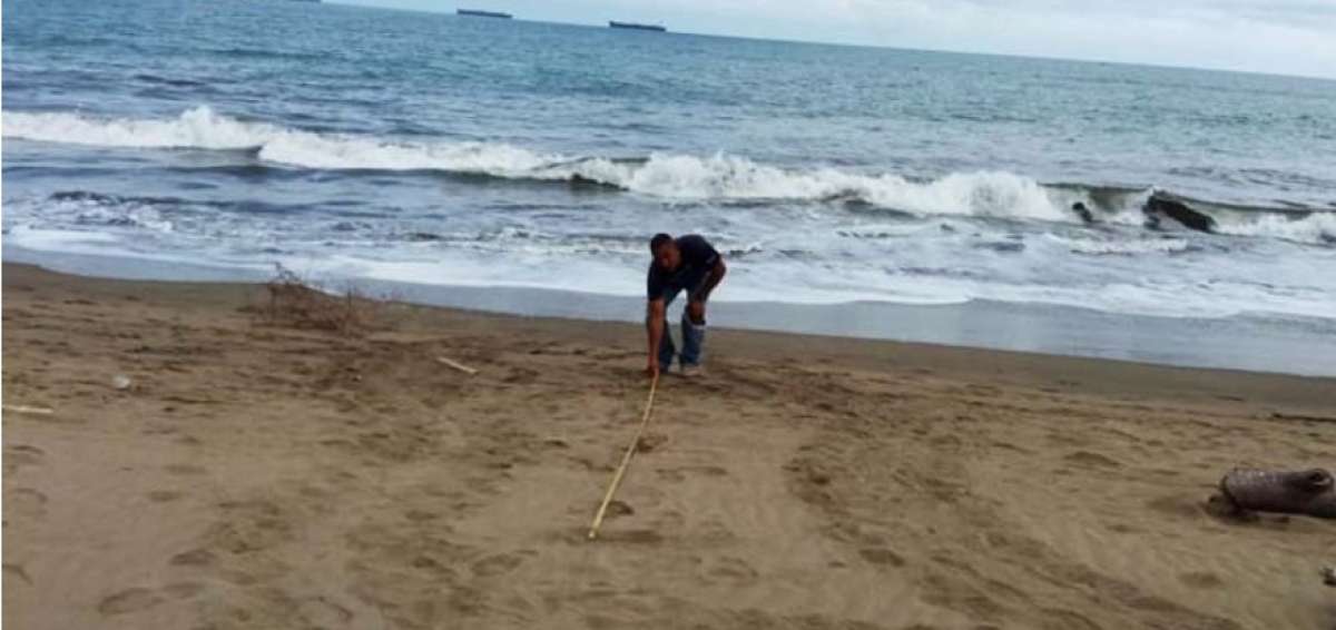 Aparece el primer nido de tortuga golfina por temporada en Esmeraldas