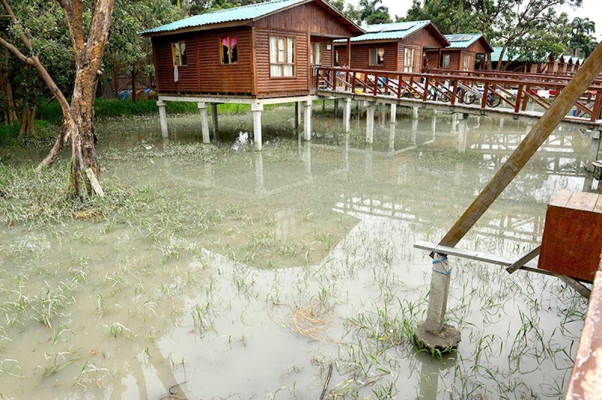 Las 56 familias que habitan la isla viven en casas sostenidas en medio de manglares y zonas pantanosas. Foto: William Orellana / El Tel&eacute;grafo