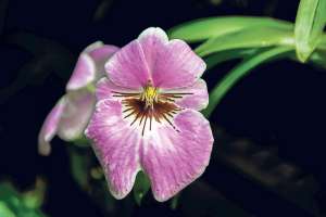 El distrito, para&iacute;so de las orqu&iacute;deas 