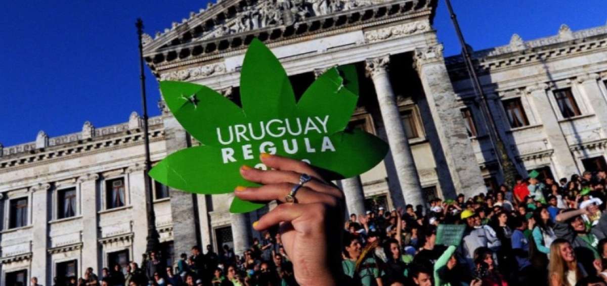 Uruguay aprob&oacute; en 2013 una ley de Regulaci&oacute;n del Cannabis que habilita tres mecanismos para acceder legalmente a la droga.