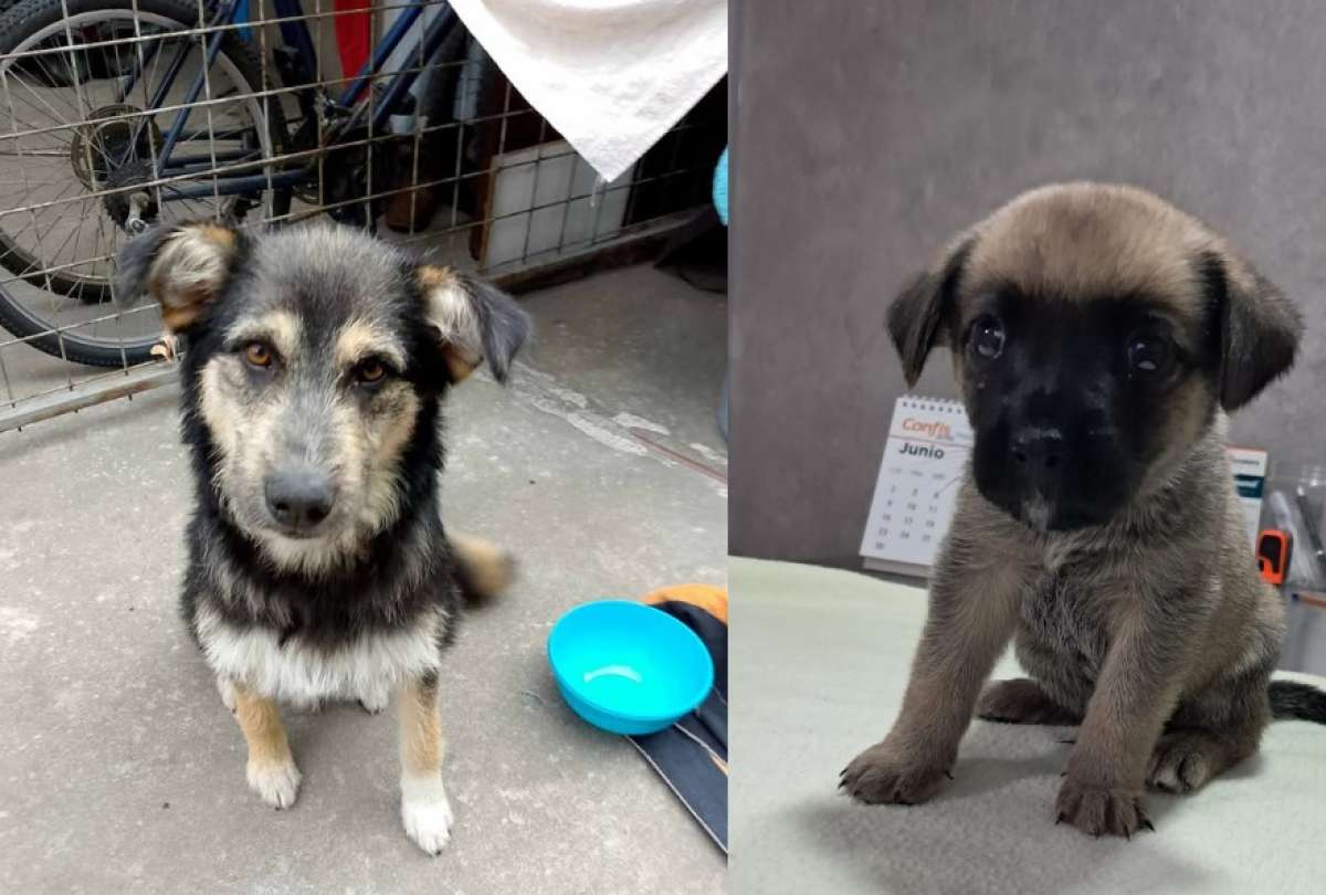 Dos tiernos perritos rescatados en Quito (Conócela y Rocky) esperan una segunda oportunidad. Ellos buscan un hogar responsable.