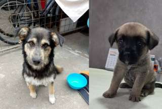  Dos tiernos perritos rescatados en Quito (Conócela y Rocky) esperan una segunda oportunidad. Ellos buscan un hogar responsable. 