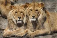 Seis leones y seis tigres fueron evacuados desde Ucrania