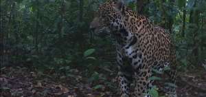El Fondo Mundial para la Naturaleza lanza plan regional de protecci&oacute;n al jaguar