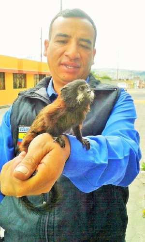 Personal del COE sostiene al mono que fue rescatado. Foto: Cortes&iacute;a