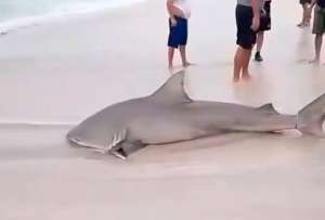 Turistas y residentes de Crucita, en Manabí, quedaron impactados tras el avistamiento de un tiburón toro a escasos metros de la playa. Sin embargo, los pescadores del lugar lo habrían capturado. 