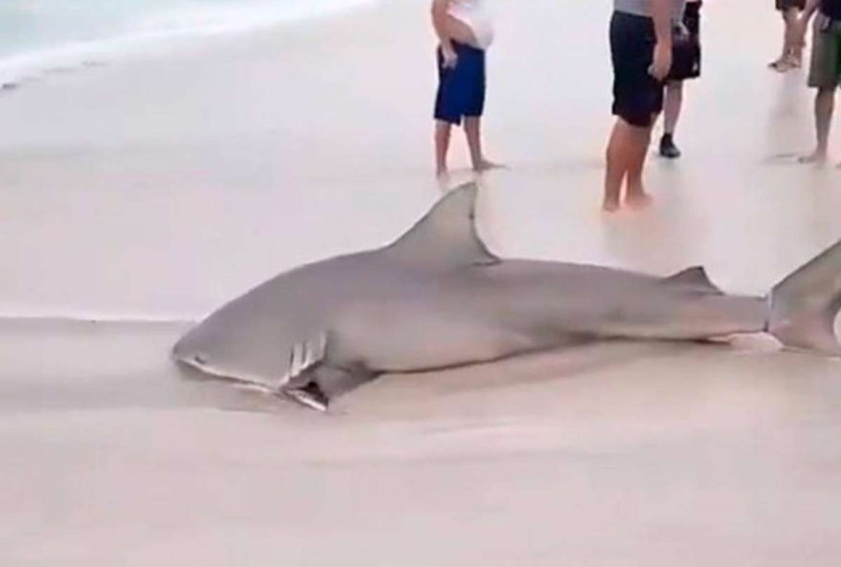 Turistas y residentes de Crucita, en Manabí, quedaron impactados tras el avistamiento de un tiburón toro a escasos metros de la playa. Sin embargo, los pescadores del lugar lo habrían capturado.