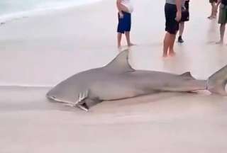Turistas y residentes de Crucita, en Manabí, quedaron impactados tras el avistamiento de un tiburón toro a escasos metros de la playa. Sin embargo, los pescadores del lugar lo habrían capturado. 