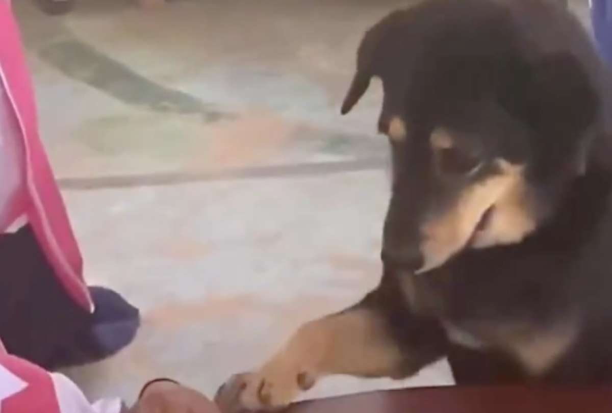 En redes sociales, una perrita se viralizó al aparecer en una escuela ayudando a un grupo de pequeños. Sus dueños revelaron que el animal perdió a su cachorro. 