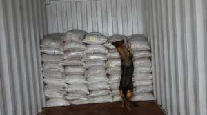 La can Laila dio la alerta de la droga camuflada en palmiste dentro de un contenedor. Foto: Ministerio del Interior