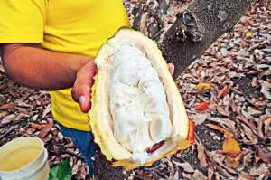 El cacao realza los platos de sal (Galer&iacute;a)