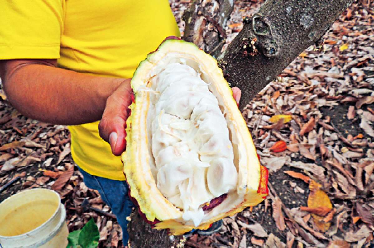 El cacao realza los platos de sal (Galer&iacute;a)