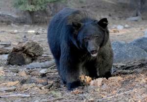 La cacer&iacute;a se aprob&oacute; s&oacute;lo tres a&ntilde;os despu&eacute;s de que el Estado retirara al oso negro de su lista de especies en peligro. Foto: AFP