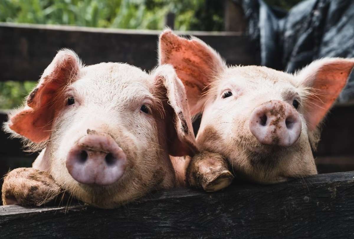 Científicos restauraron la funció de órganos en cerdos sin vida