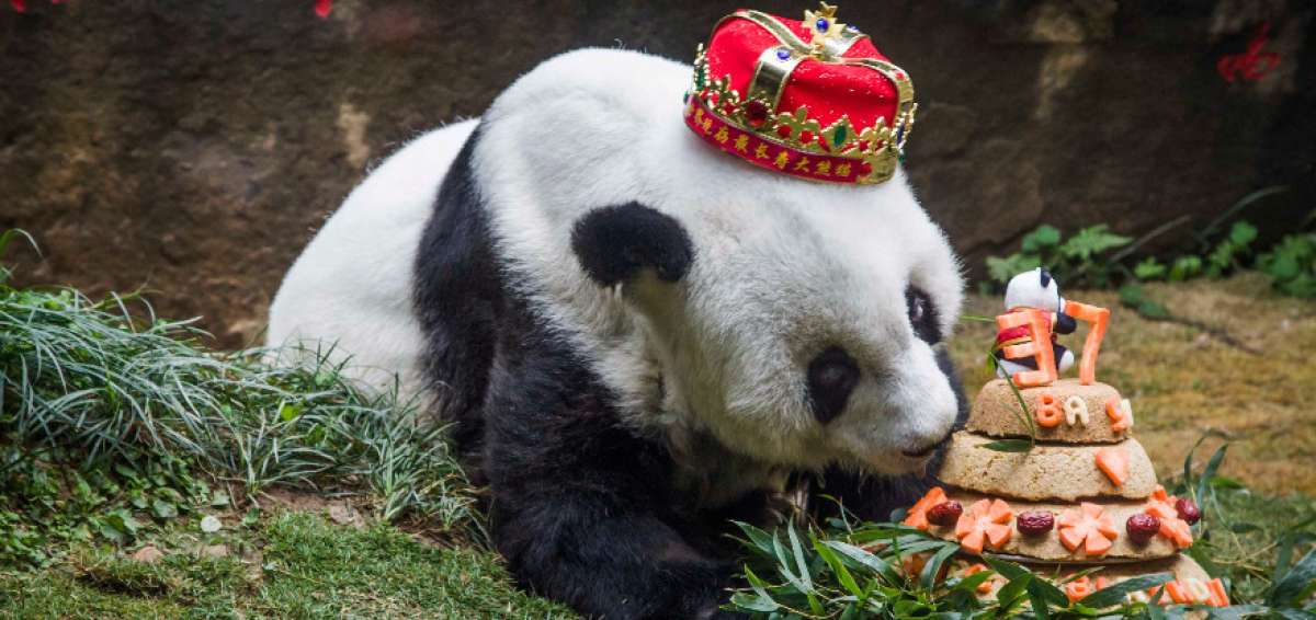 El panda m&aacute;s viejo del mundo muere en China a los 37 a&ntilde;os