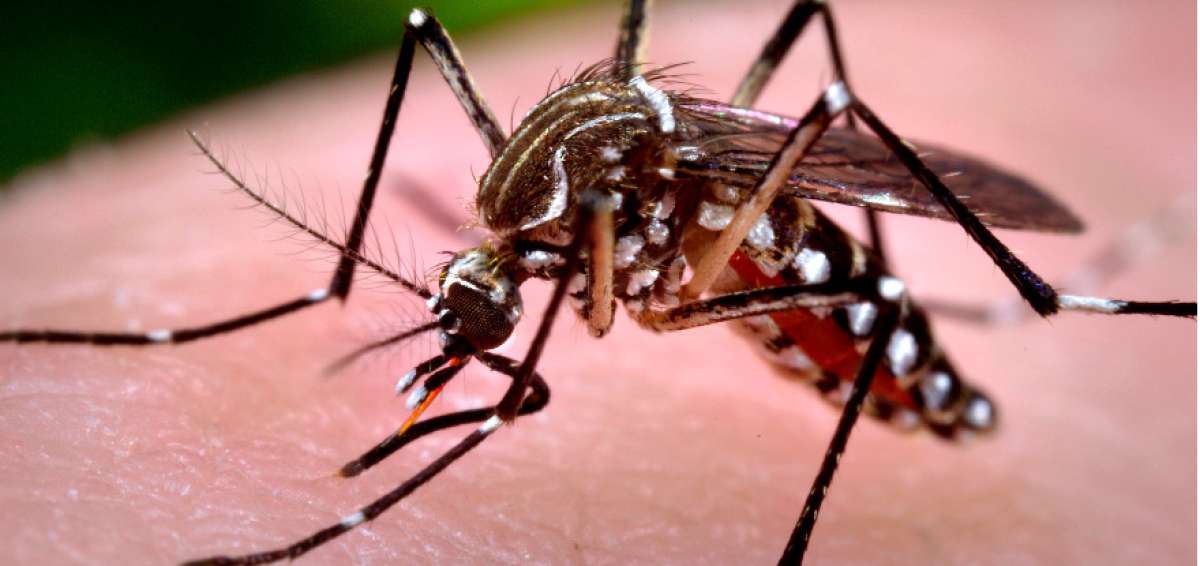 &iquest;C&oacute;mo se expandi&oacute; el virus del zika?