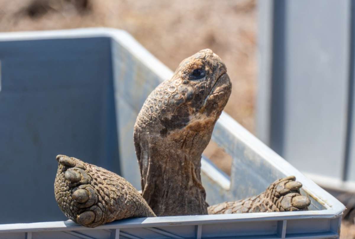 Guardaparques y t&eacute;cnicos trasladan tortugas gigantes durante su liberaci&oacute;n en la isla Floreana.