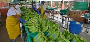 La apertura de mayores mercados es parte de los objetivos de la convenci&oacute;n internacional de banano que se realizar&aacute; en octubre pr&oacute;ximo.